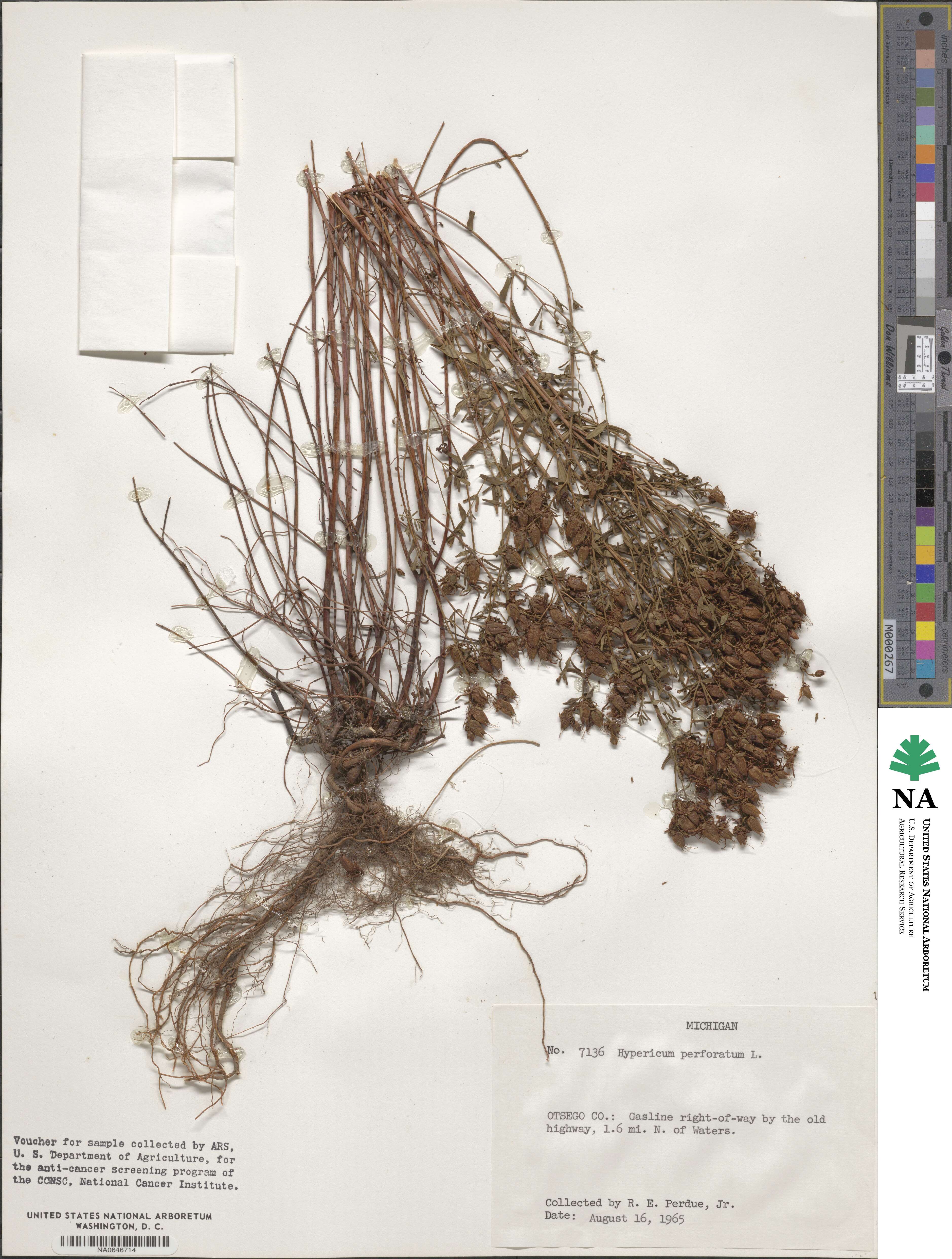 Hypericum perforatum image