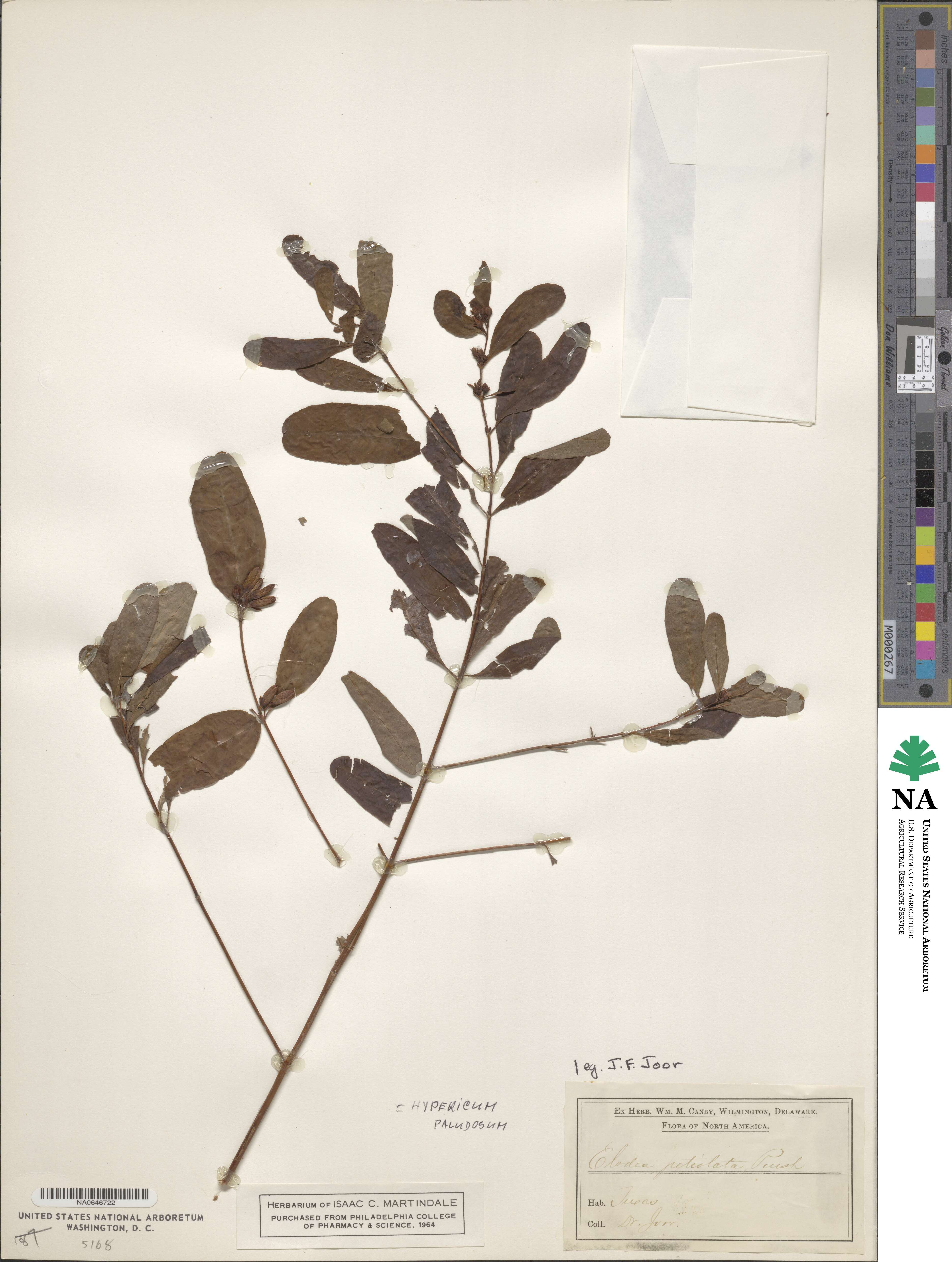 Vismia baccifera image