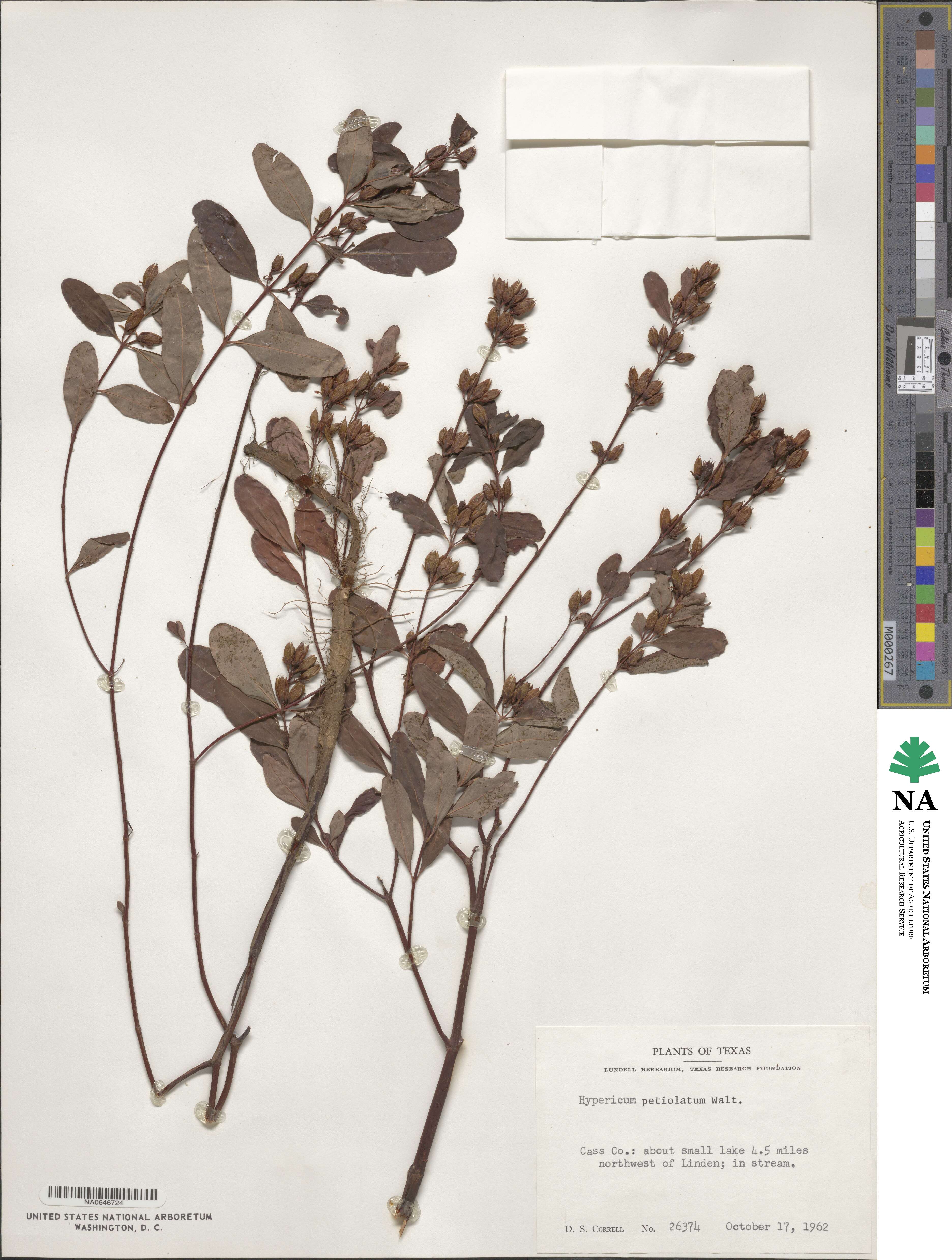 Vismia baccifera subsp. dealbata image