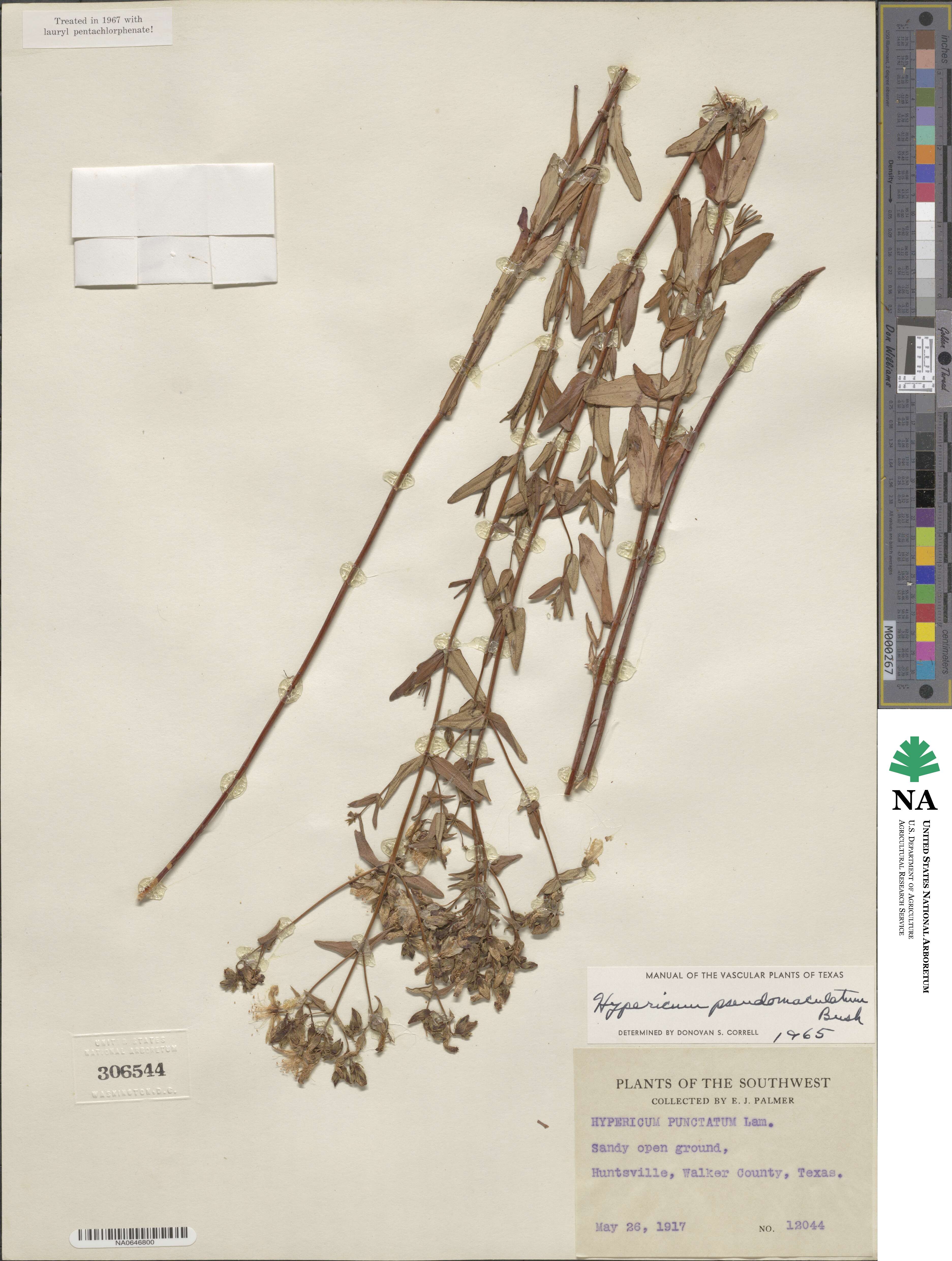 Hypericum pseudomaculatum image