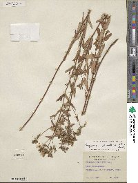 Hypericum pseudomaculatum image