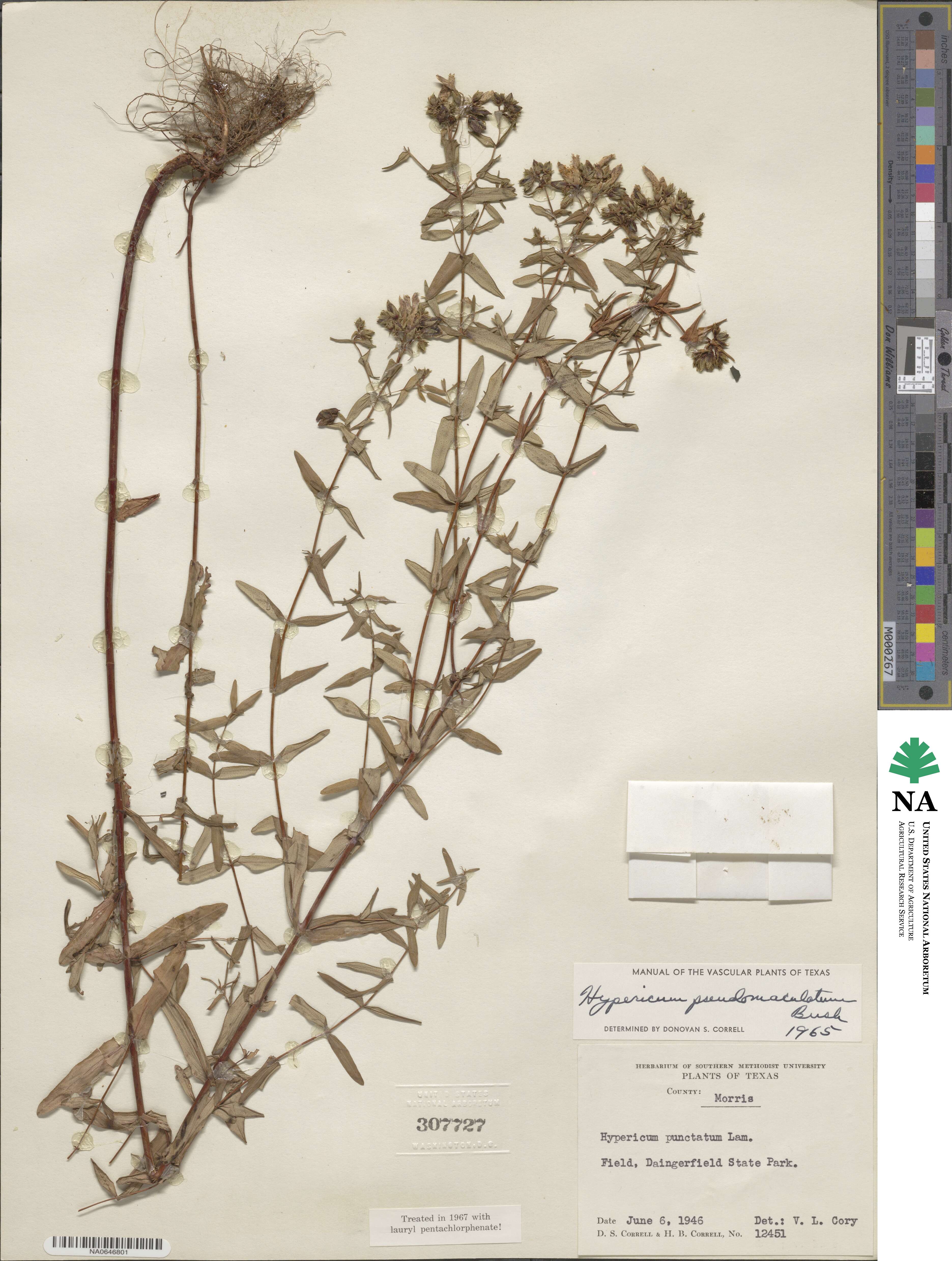 Hypericum pseudomaculatum image