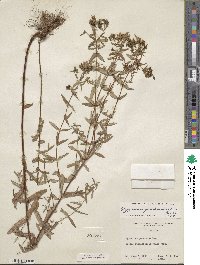 Hypericum pseudomaculatum image