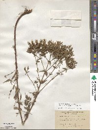 Hypericum pseudomaculatum image