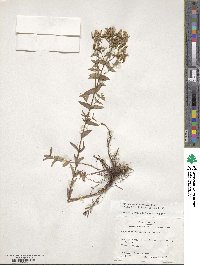 Hypericum pseudomaculatum image