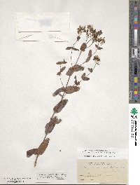 Hypericum pseudomaculatum image