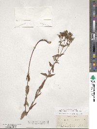 Hypericum pseudomaculatum image