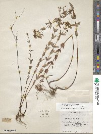 Hypericum pseudomaculatum image