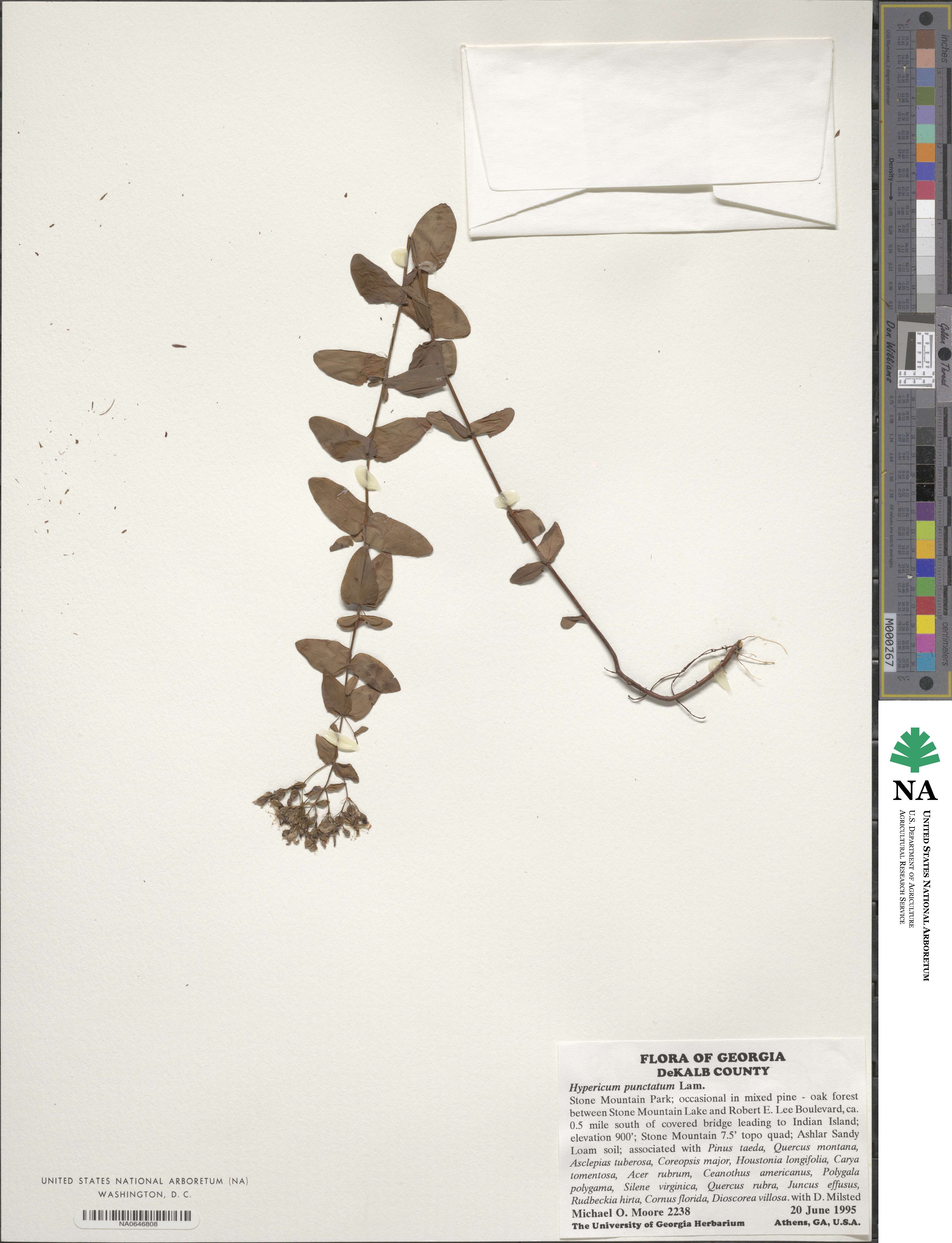 Hypericum punctatum image