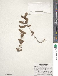 Hypericum punctatum image