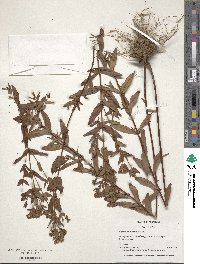 Hypericum punctatum image