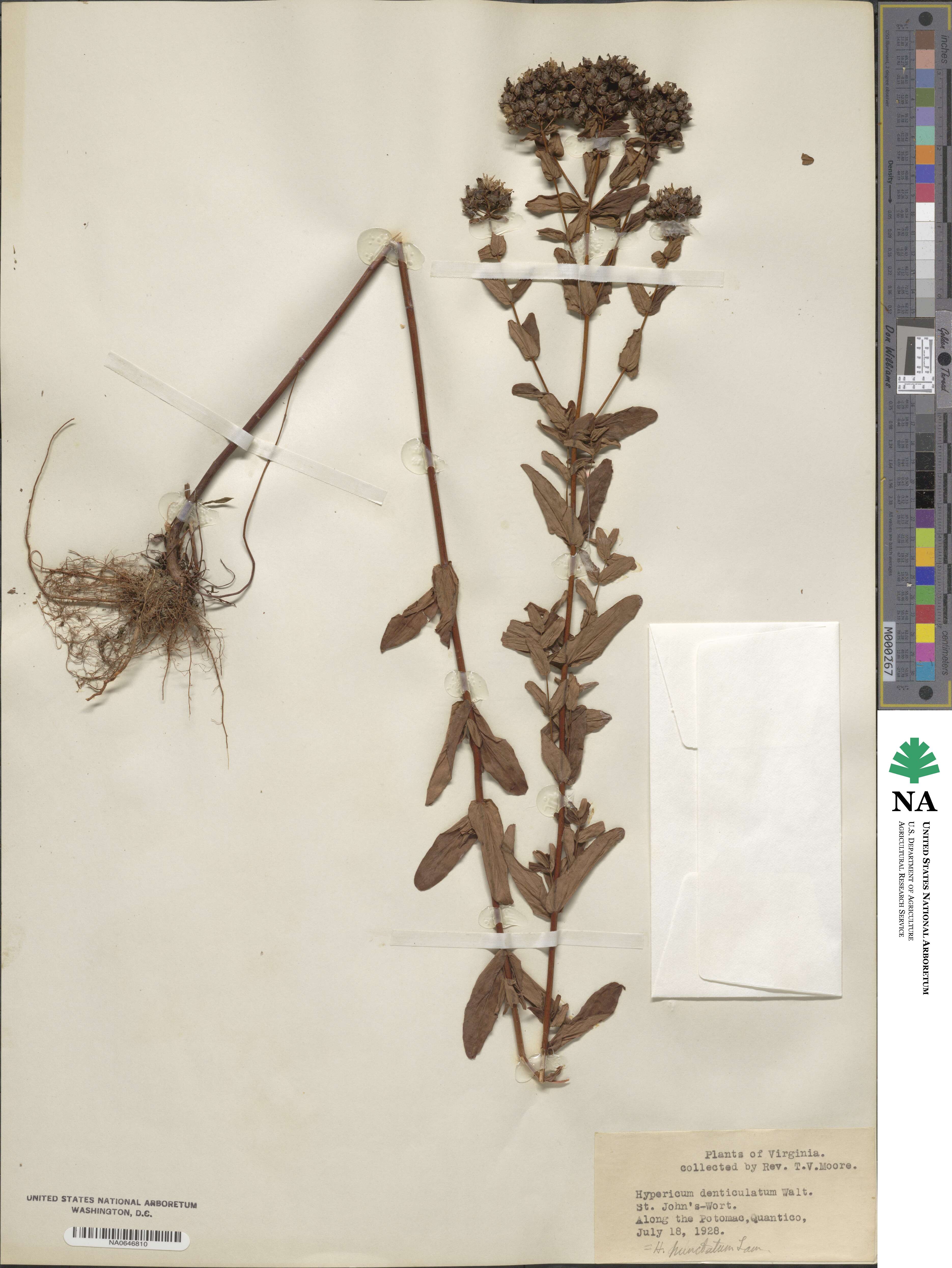 Hypericum punctatum image