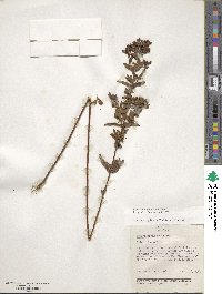 Hypericum punctatum image