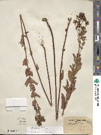 Hypericum punctatum image