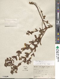 Hypericum punctatum image