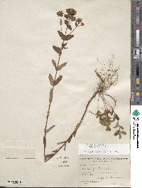 Hypericum punctatum image