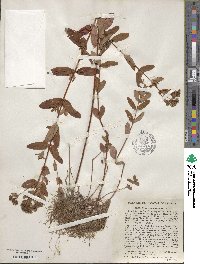 Hypericum punctatum image