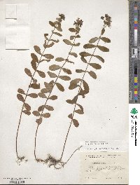 Hypericum punctatum image