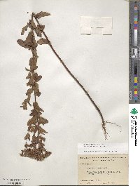 Hypericum punctatum image