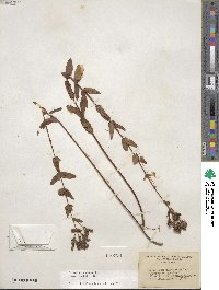 Hypericum punctatum image
