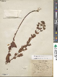 Hypericum punctatum image