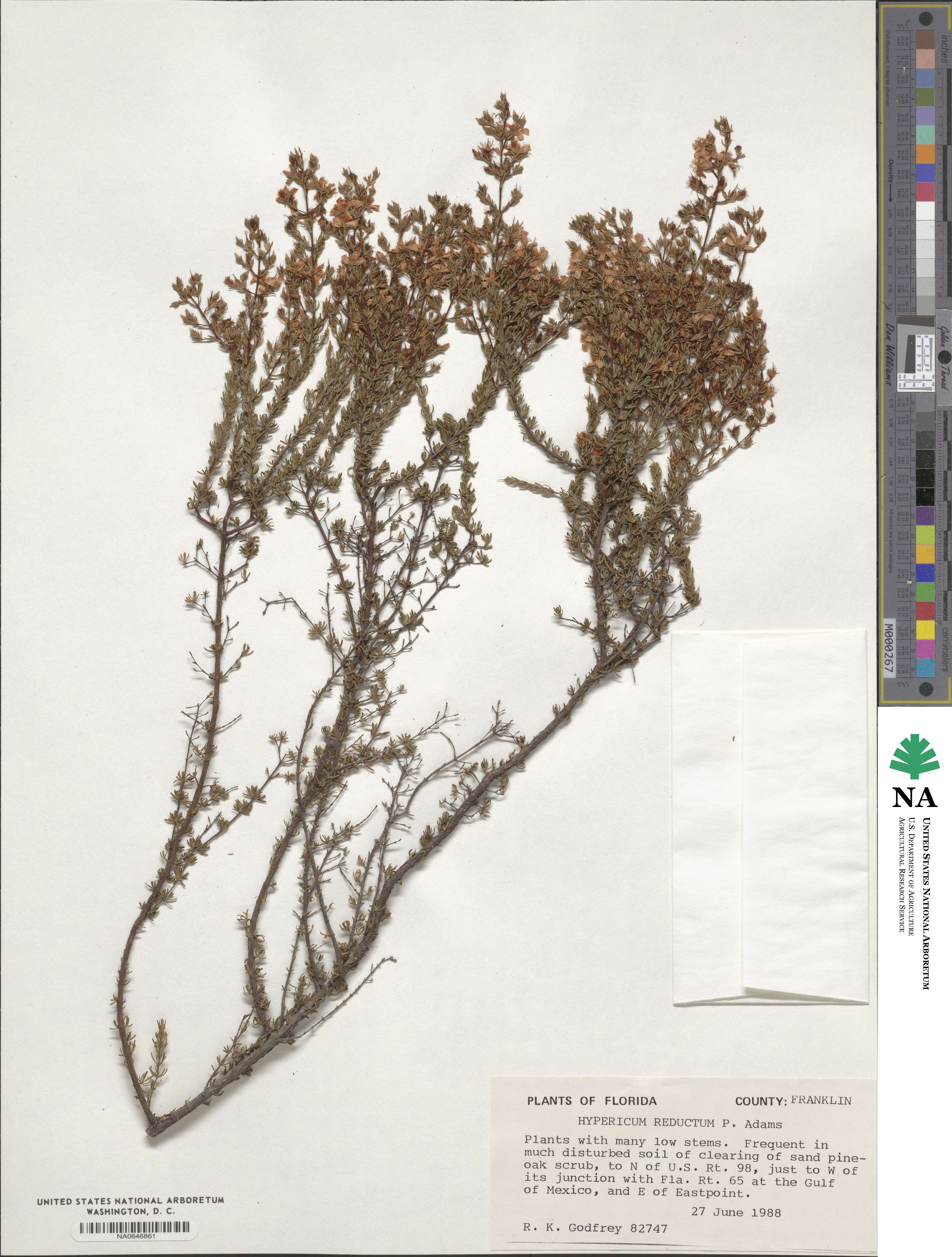 Hypericum tenuifolium image