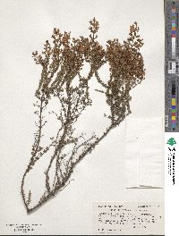 Hypericum tenuifolium image
