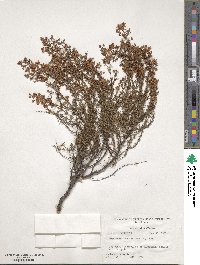 Hypericum tenuifolium image