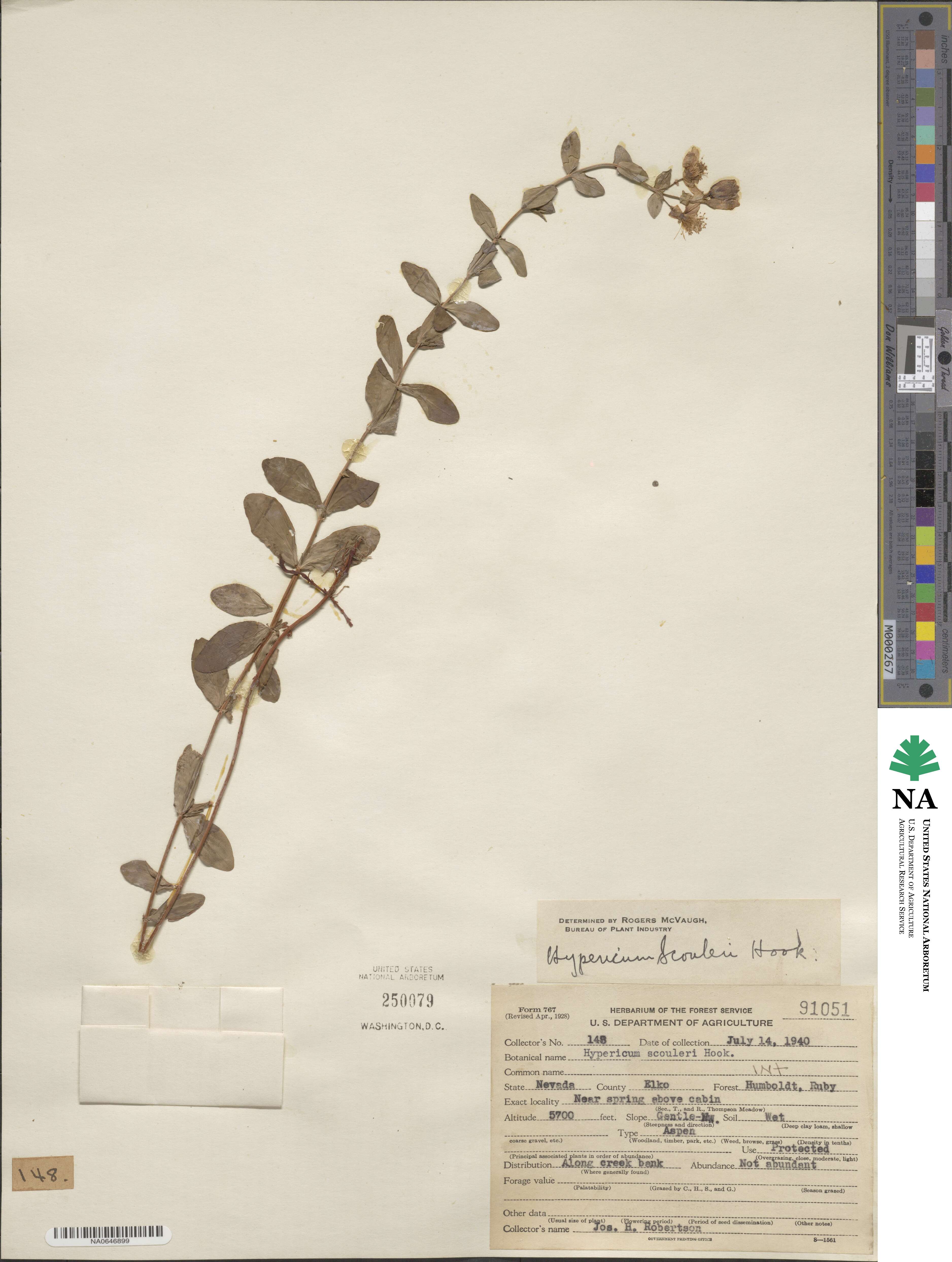 Hypericum scouleri image