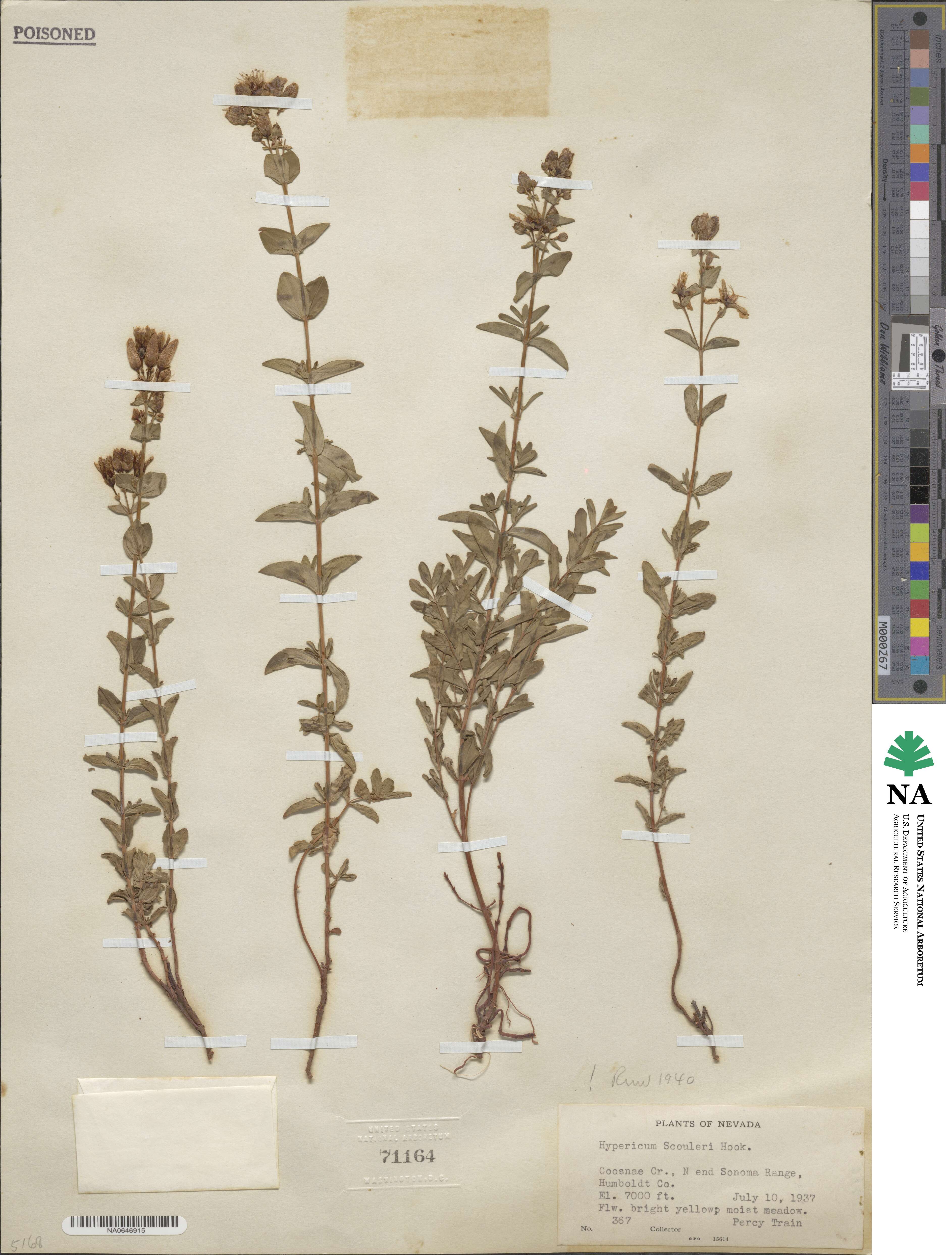 Hypericum scouleri image