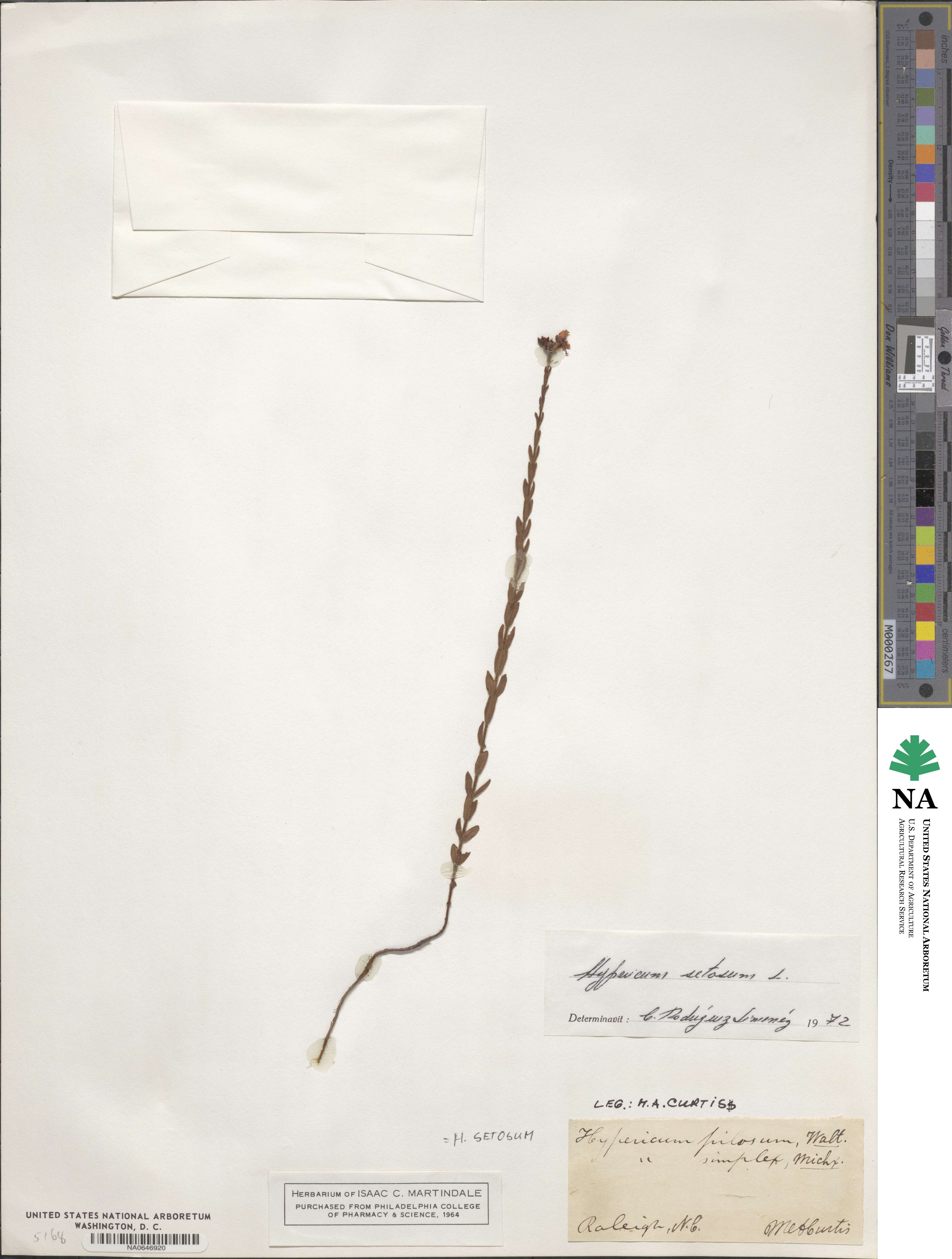 Hypericum setosum image