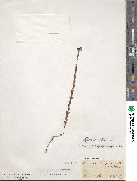 Hypericum setosum image
