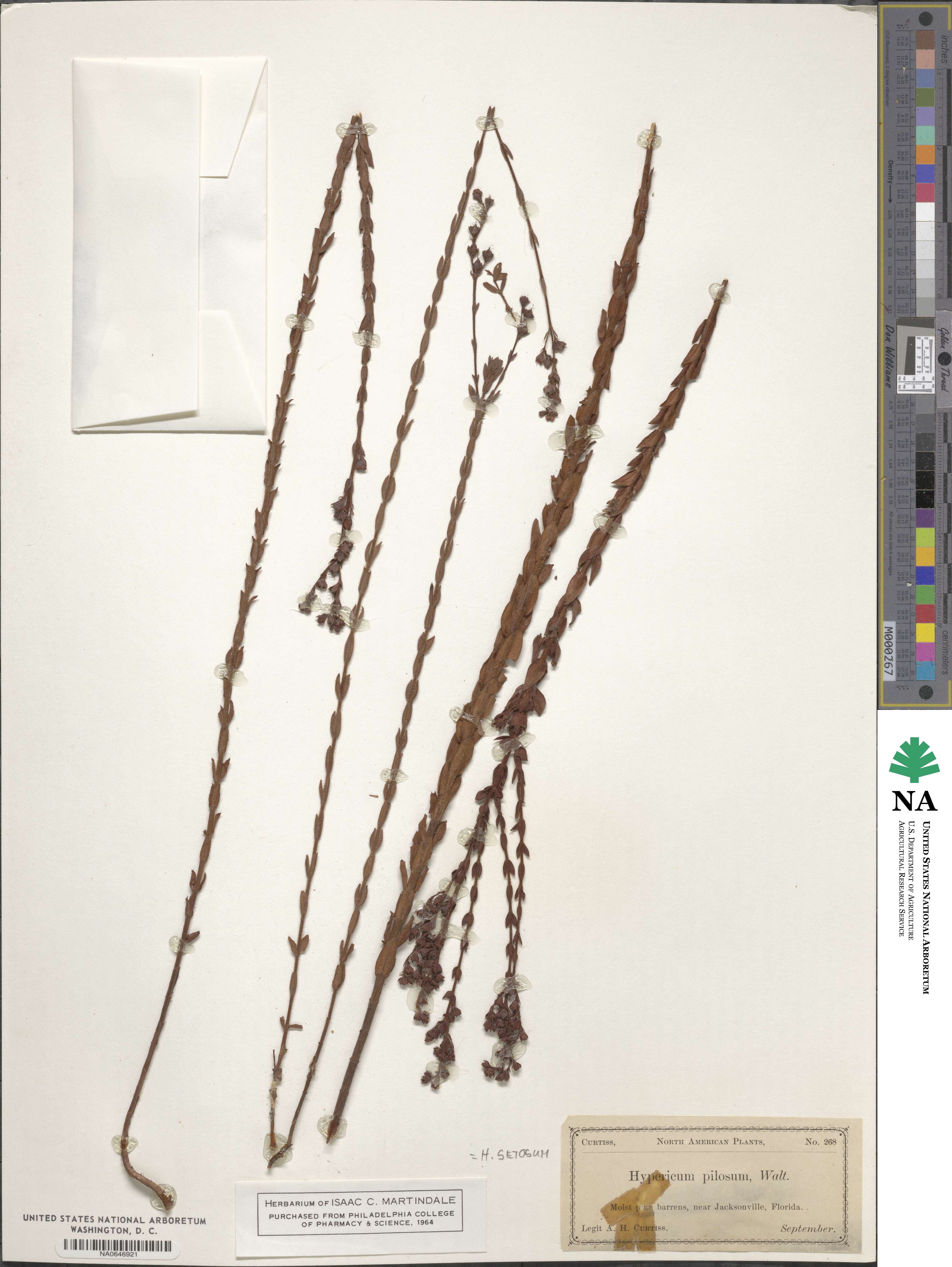 Hypericum setosum image