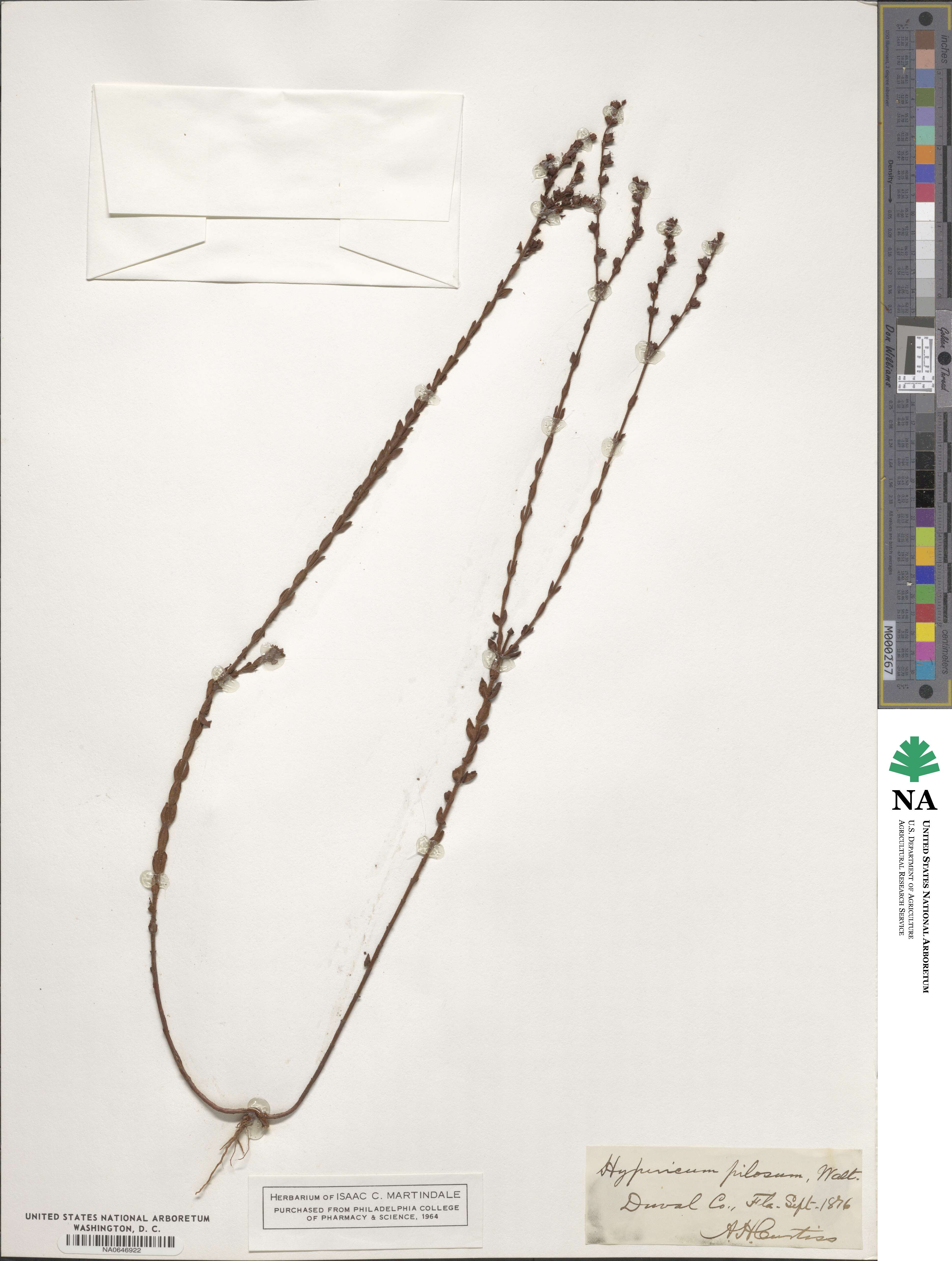 Hypericum setosum image