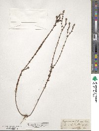 Hypericum setosum image