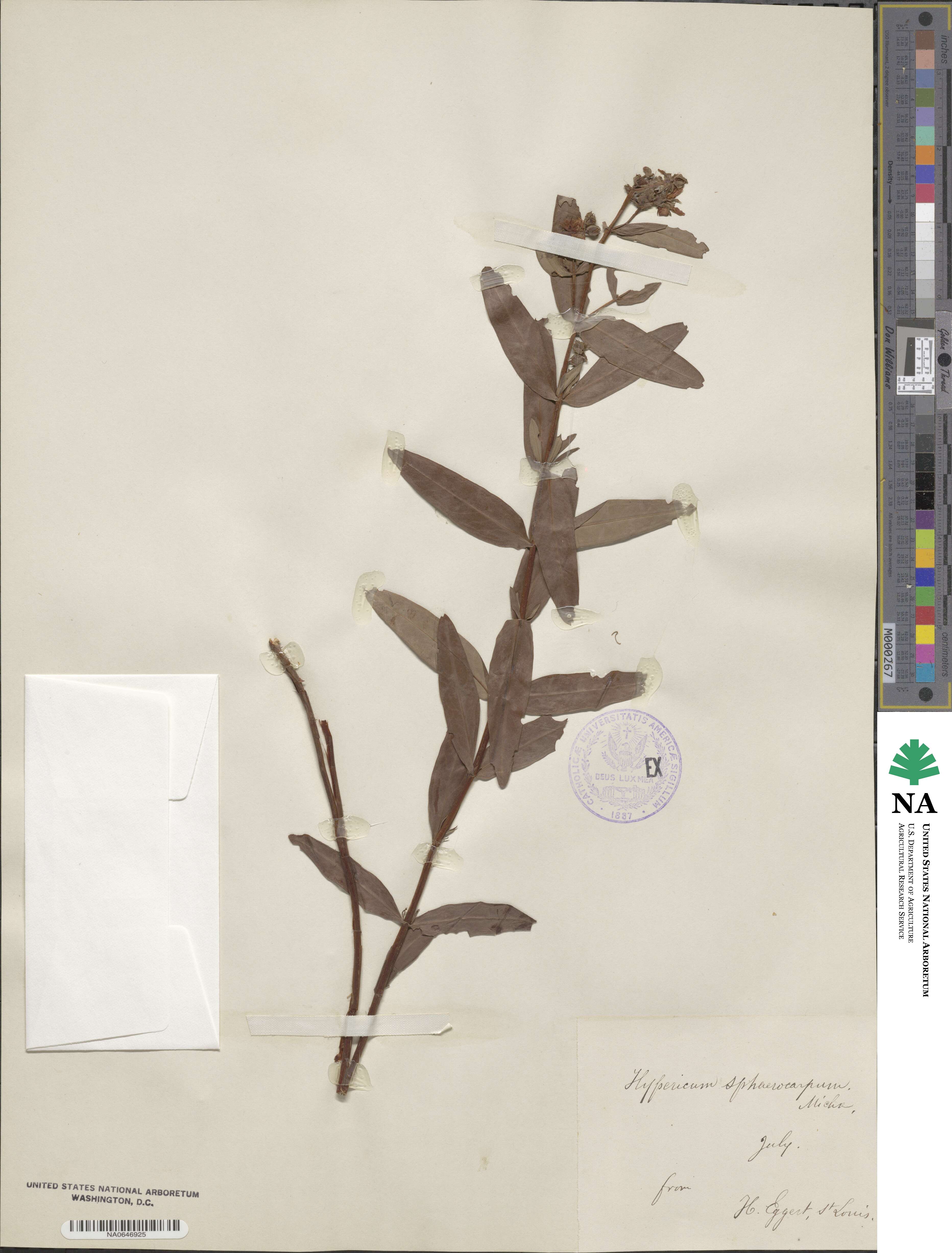 Hypericum sphaerocarpum image