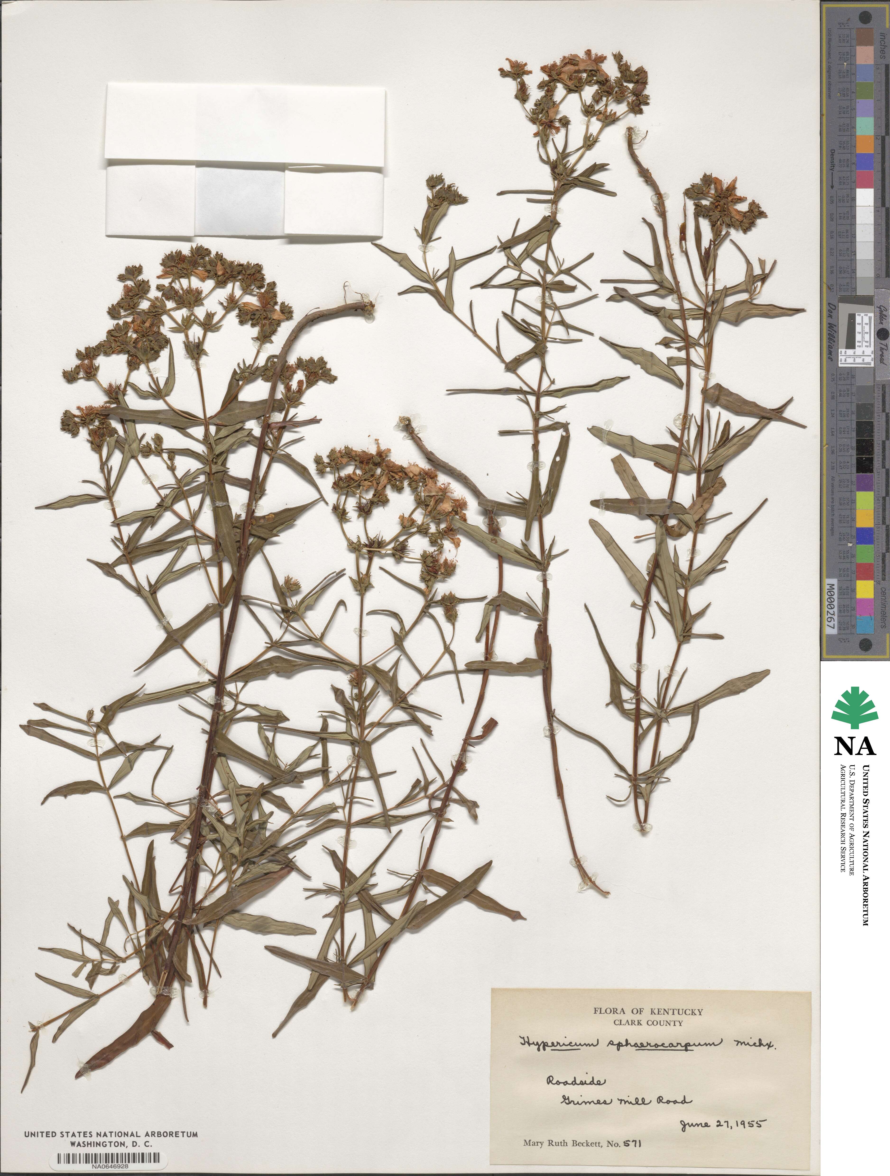 Hypericum sphaerocarpum image