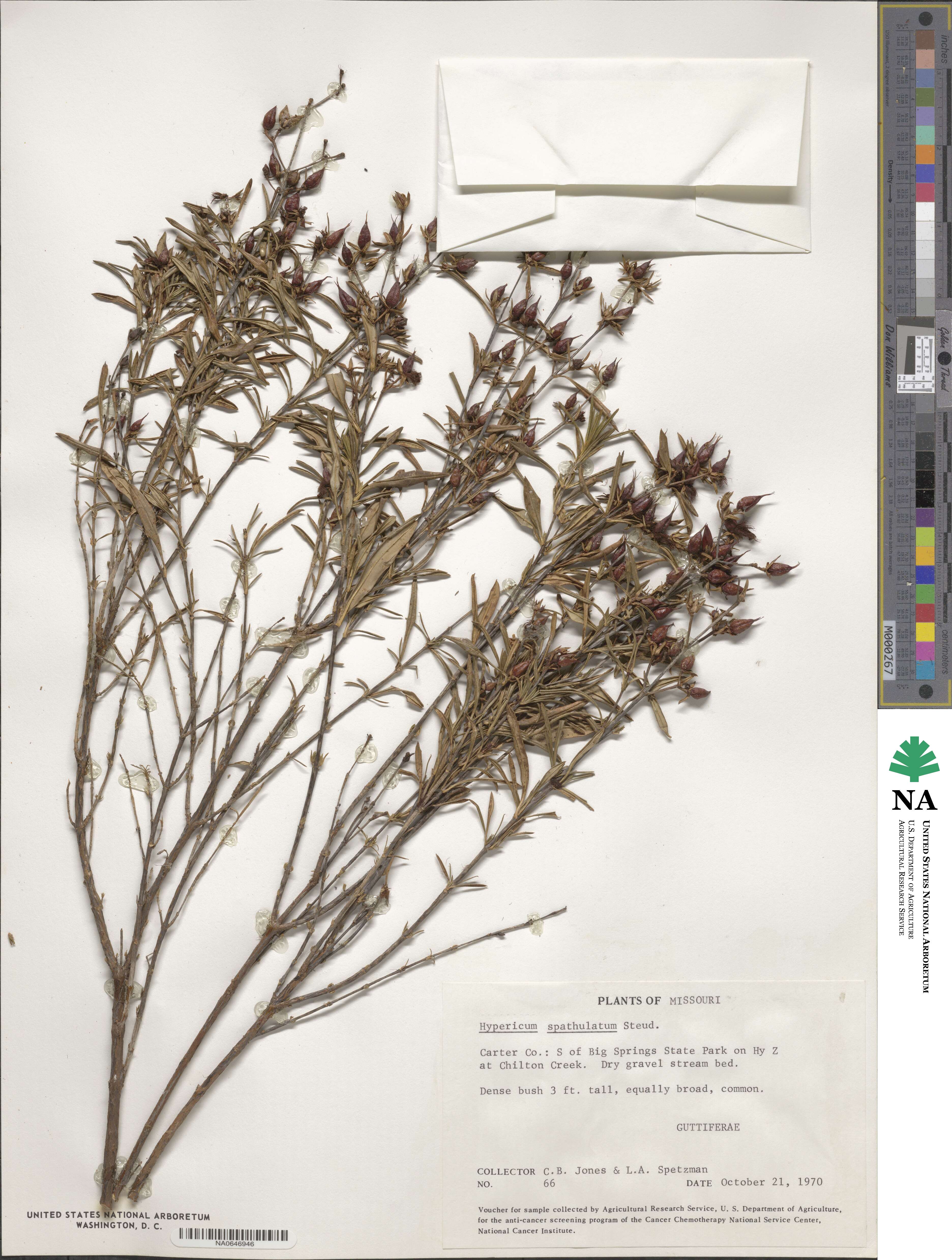 Hypericum spathulatum image
