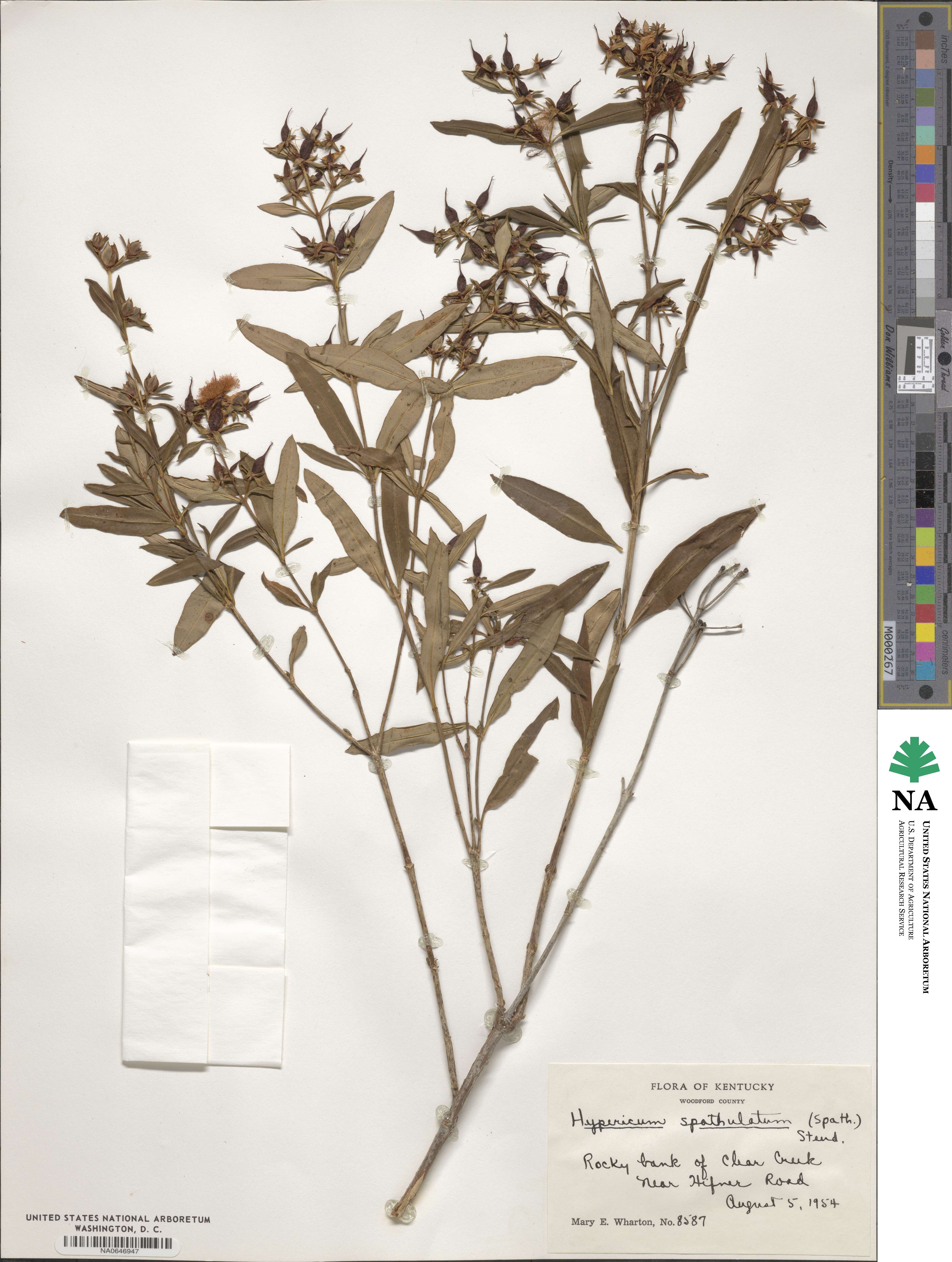 Hypericum spathulatum image