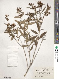 Hypericum spathulatum image