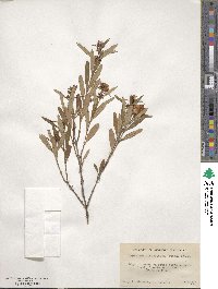 Hypericum spathulatum image