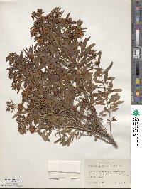 Hypericum spathulatum image