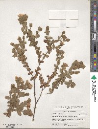 Hypericum crux-andreae image