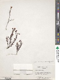 Hypericum suffruticosum image