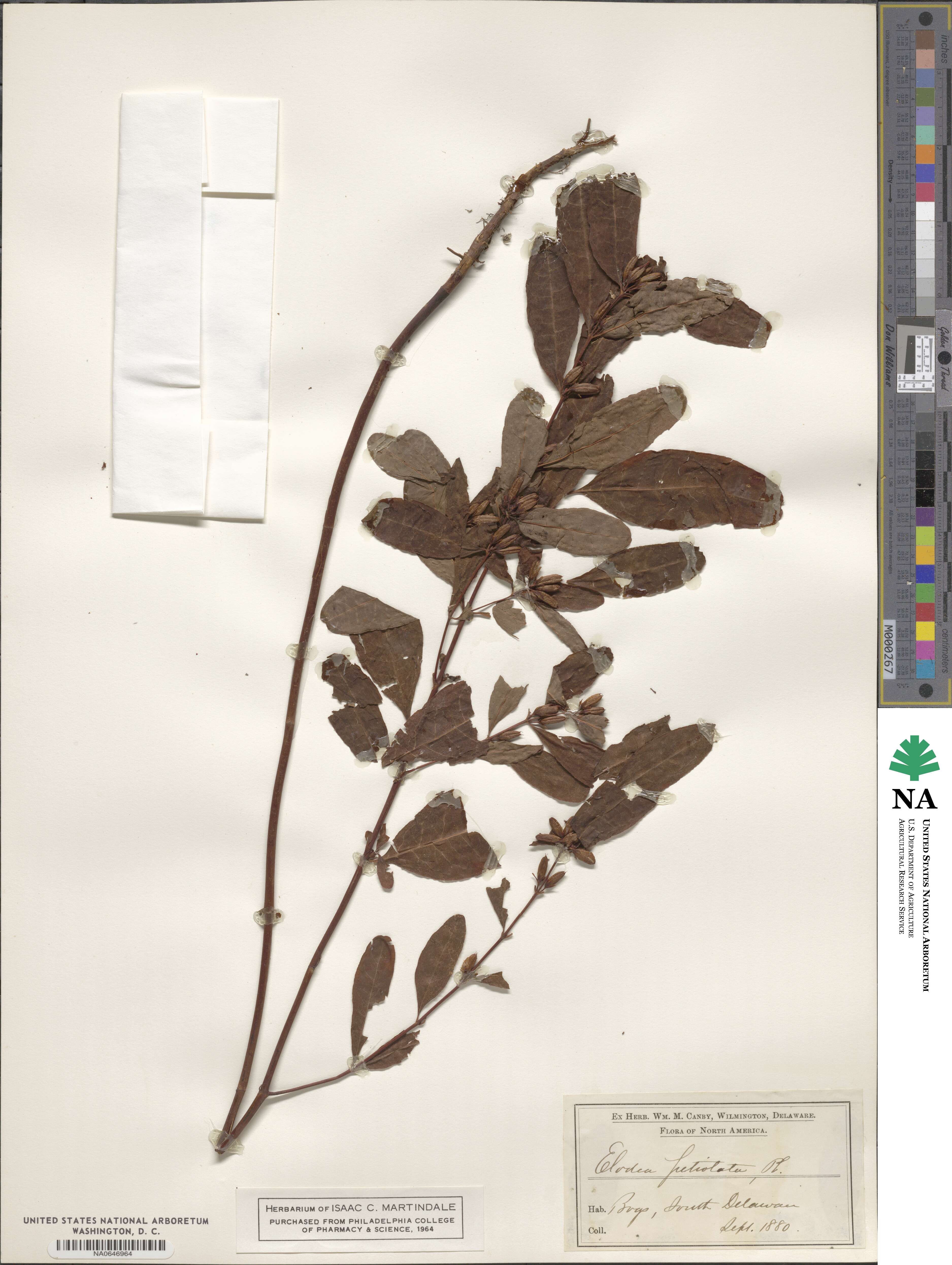 Triadenum tubulosum image