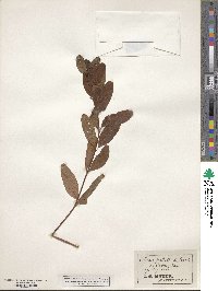 Triadenum tubulosum image