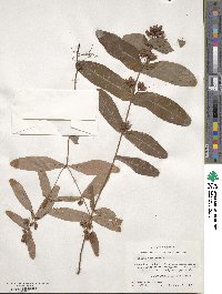 Triadenum tubulosum image