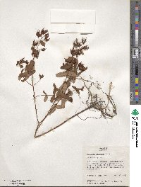 Triadenum tubulosum image