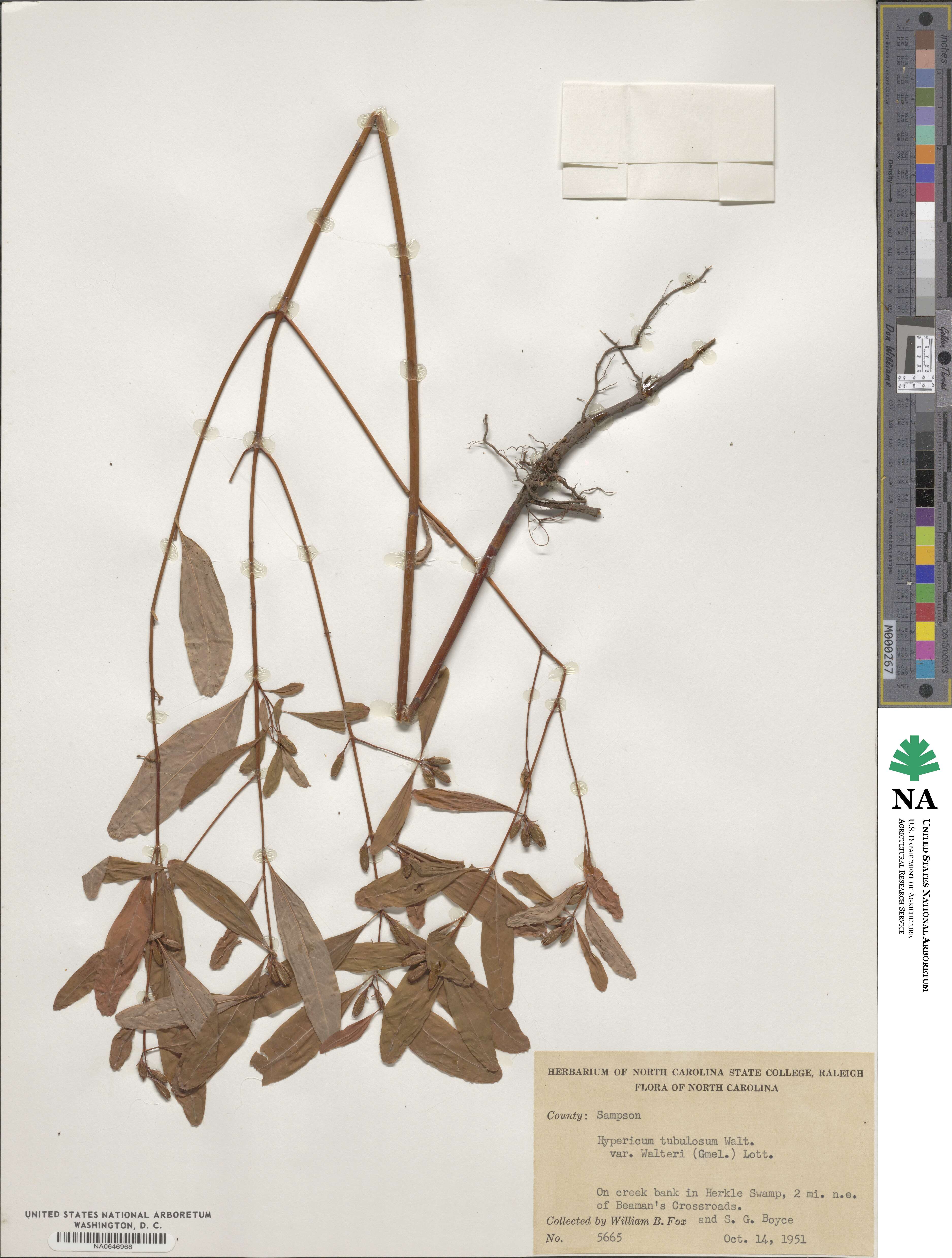 Triadenum tubulosum image