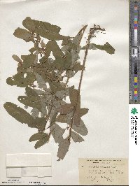 Triadenum tubulosum image